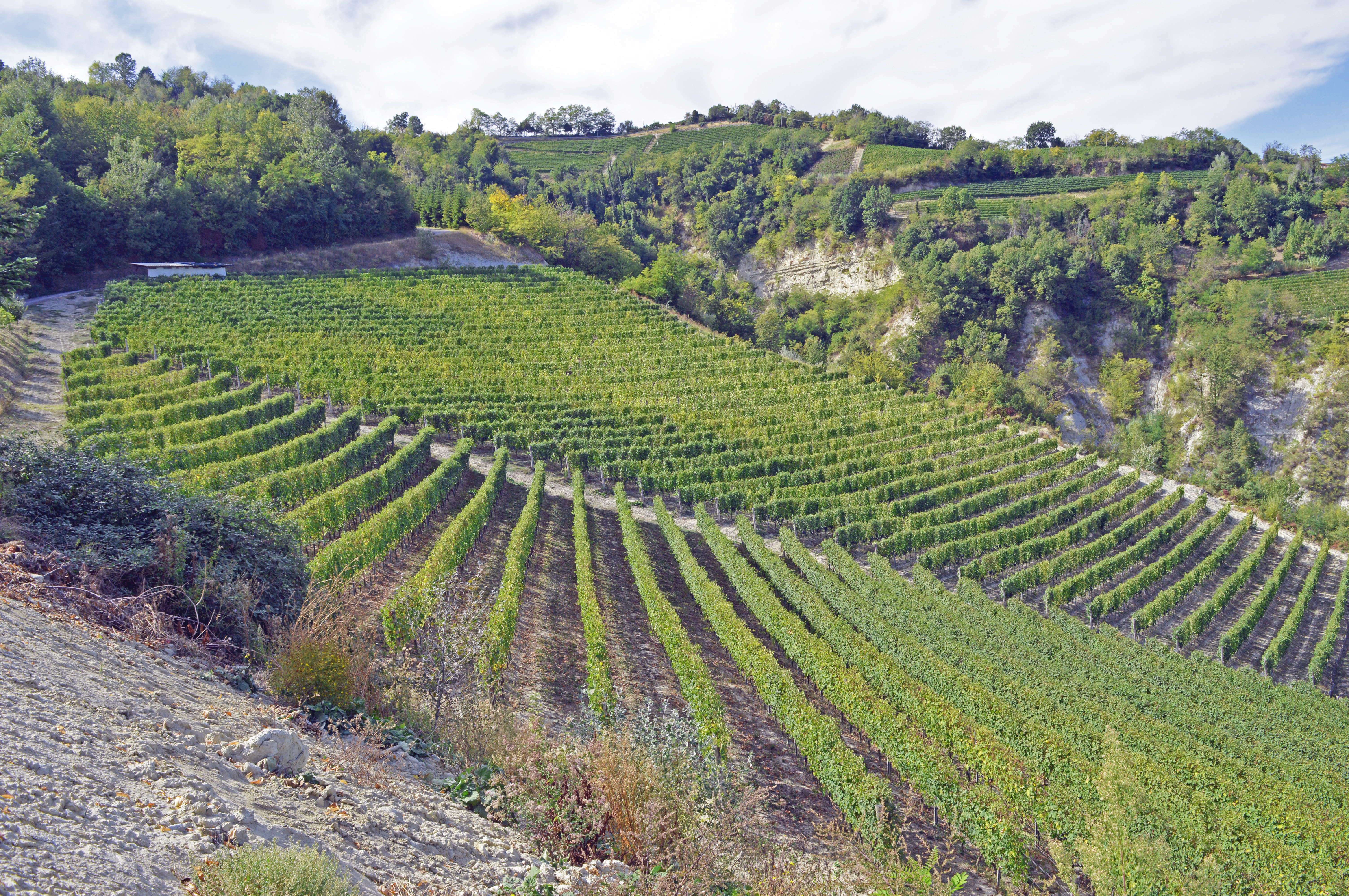 wijngaard Barolo Rocche di Castelletto